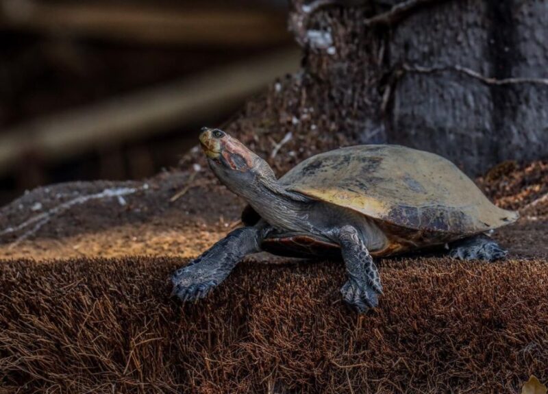 Puerto Maldonado: Sandoval Lake Full-Day Trip With Canoeing - Wildlife Spotting Opportunities