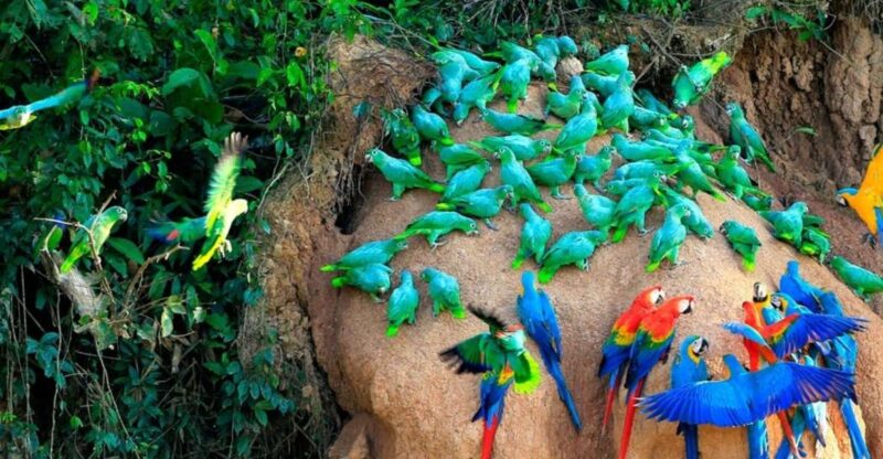 Puerto Maldonado: Sandoval & Parrot Clay Lick 3-Days - Detailed Itinerary for Each Day