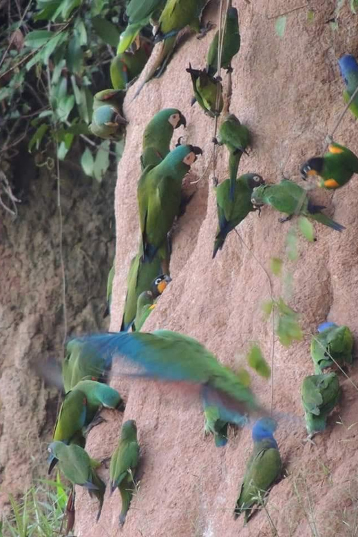 Puerto Maldonado: Sandoval & Parrot Clay Lick 3-Days - Day 1 Experiences