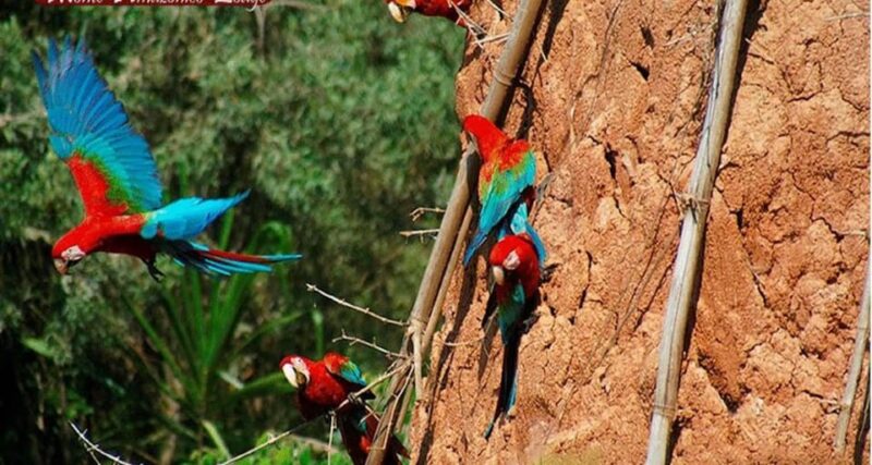 Puerto Maldonado: Sandoval & Parrot Clay Lick 3-Days - Day 3 Experiences
