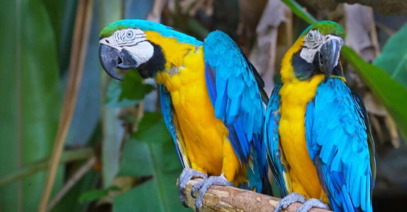 Puerto Maldonado: Tambopata National Reserve 4-Days - Destination Highlights