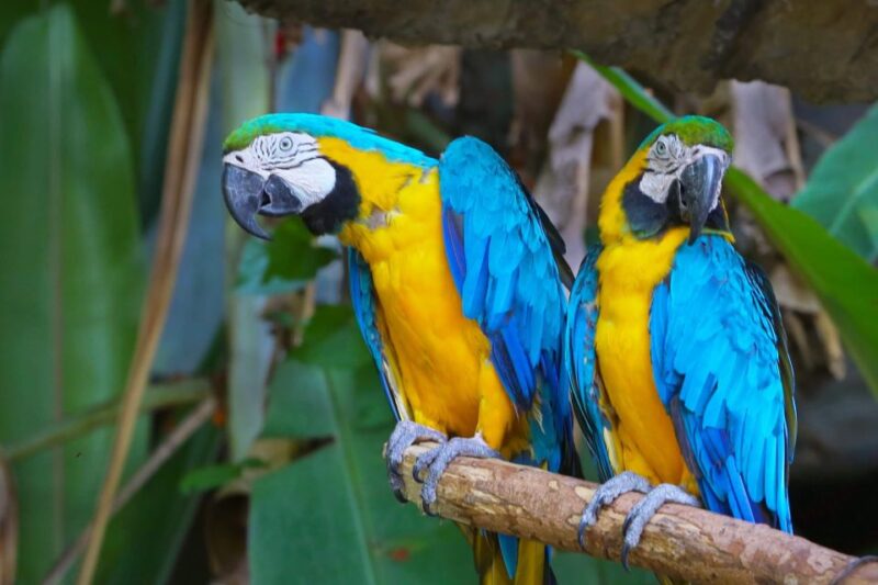 Puerto Maldonado: Tambopata National Reserve 4-Days - Daily Itinerary