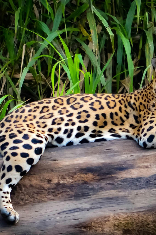 Puerto Maldonado: Tour of Puerto Maldonado for 3 Days - Wildlife Sightings in the Jungle