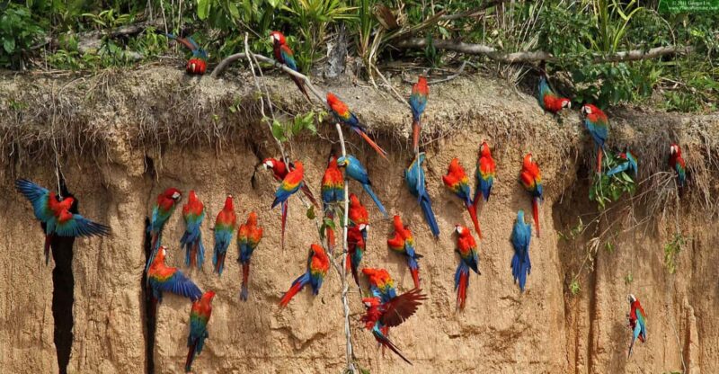 Puerto Maldonado:Excursion to the Chuncho Clay Lick in 2 Day - Itinerary Highlights