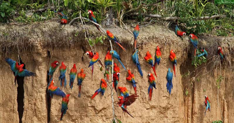 Puerto Maldonado:Excursion to the Chuncho Clay Lick in 2 Day - Day 1: Arrival and Exploration