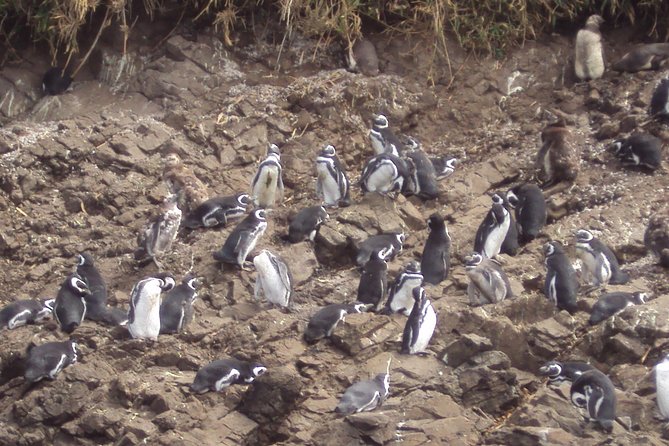 Puerto Montt: Full Day Chiloe Island Visiting Penguins in Puñihuil - Itinerary Highlights