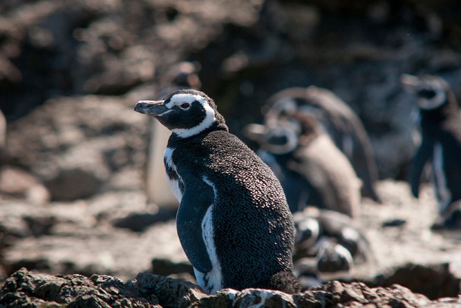 Puerto Montt: Full Day Chiloe Island Visiting Penguins in Puñihuil - Santuario De Aves De Caulin
