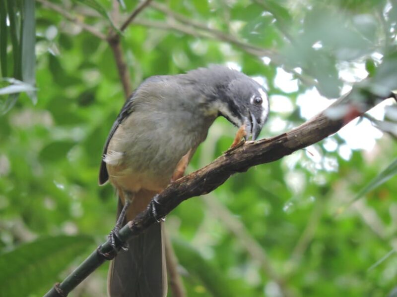 Puerto Morelos: Birdwatching Hike With Coffee and Snacks - Activity Overview