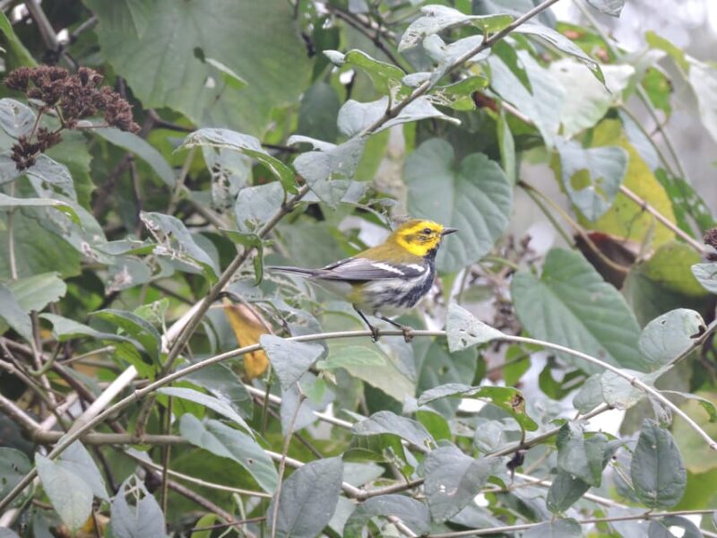 Puerto Morelos: Birdwatching Hike With Coffee and Snacks - Experience Highlights