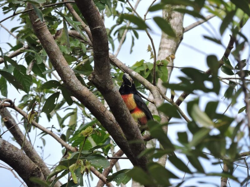 Puerto Morelos: Birdwatching Hike With Coffee and Snacks - Booking Information