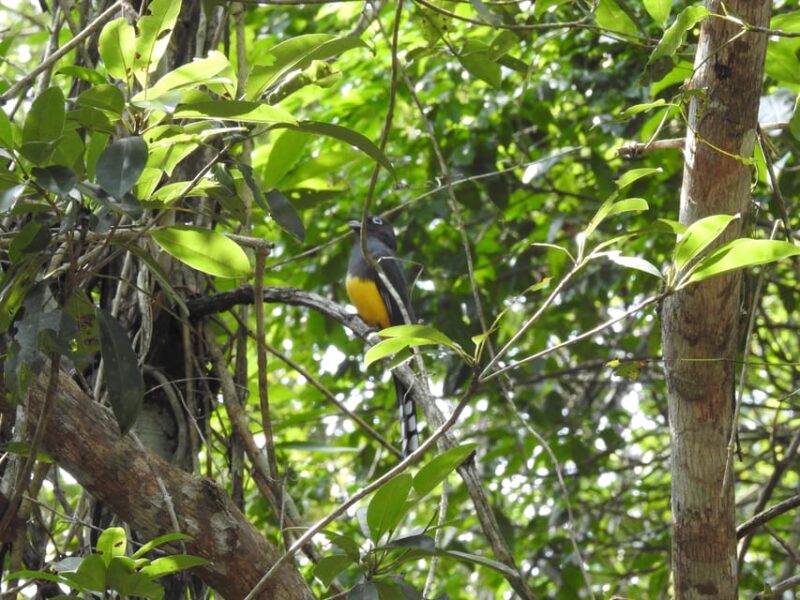 Puerto Morelos: Birdwatching Hike With Coffee and Snacks - Exploring Ruta De Los Cenotes