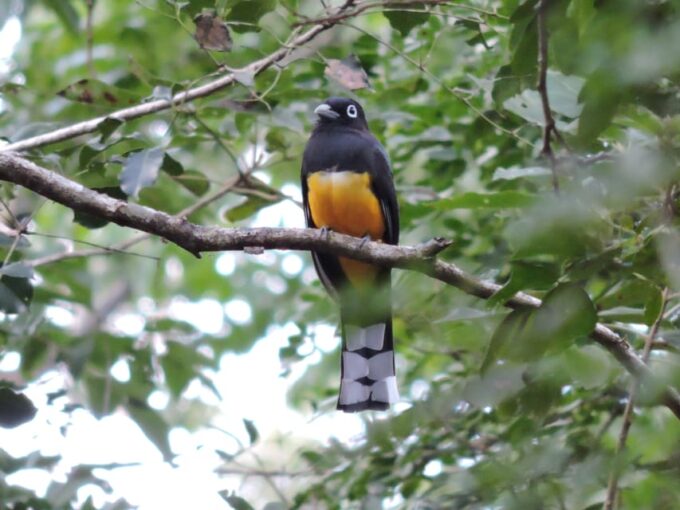 Puerto Morelos: Birdwatching Hike With Coffee and Snacks - Birdwatching Opportunities