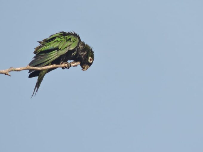 Puerto Morelos: Birdwatching Hike With Coffee and Snacks - Refreshments and Snacks