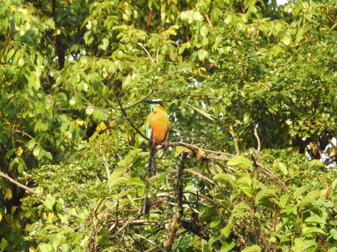 Puerto Morelos: Birdwatching Hike With Coffee and Snacks - Frequently Asked Questions