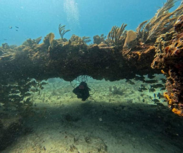 Puerto Morelos: C-56 Shipwreck & Reef Exploration - Highlights of the Experience