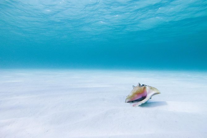 Puerto Morelos Catamaran Secret Sandbar Sail With Lunch and Drinks - Swimming and Relaxation