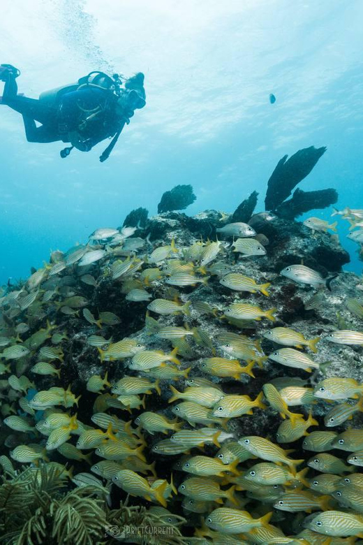 Puerto Morelos: Discover Scuba Diving - Group Size and Language
