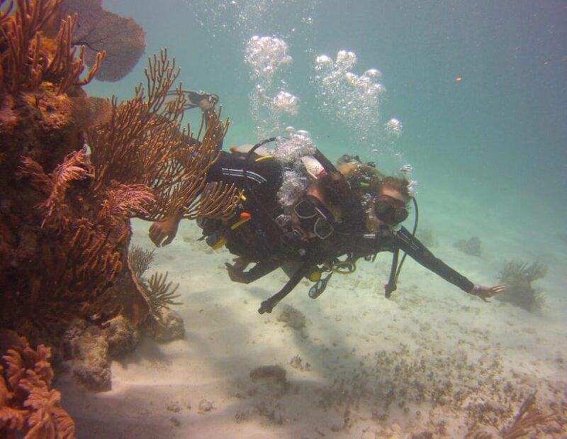 Puerto Morelos: Diving at Puerto Morelos Reef - Pricing and Booking