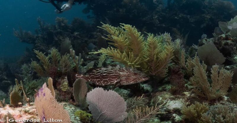 Puerto Morelos: Diving at Puerto Morelos Reef - Diving Experience