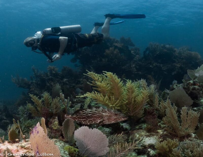 Puerto Morelos: Diving at Puerto Morelos Reef - Marine Life and Environment