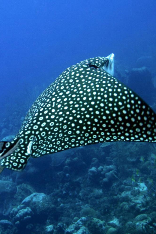 Puerto Morelos: Diving at Puerto Morelos Reef - Vacation Planning