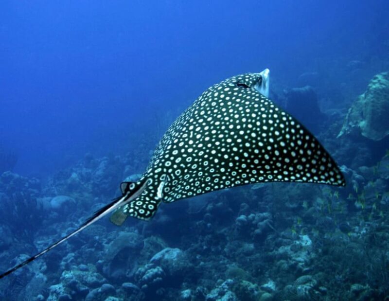 Puerto Morelos: Diving at the C56 Shipwreck - Adventurous Holiday