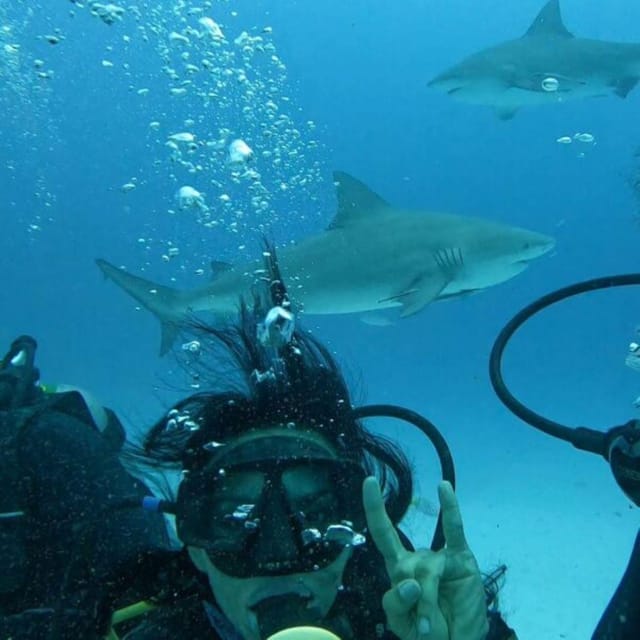 Puerto Morelos: Diving With Bullsharks - Booking and Payment Options