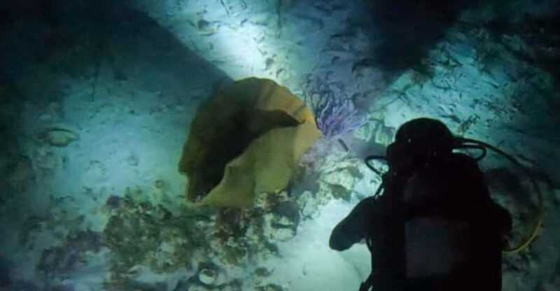 Puerto Morelos: Night Dive at Ojo De Agua Reef - Experience Highlights