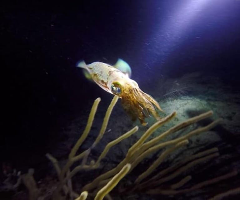 Puerto Morelos: Night Dive at Ojo De Agua Reef - Inclusions