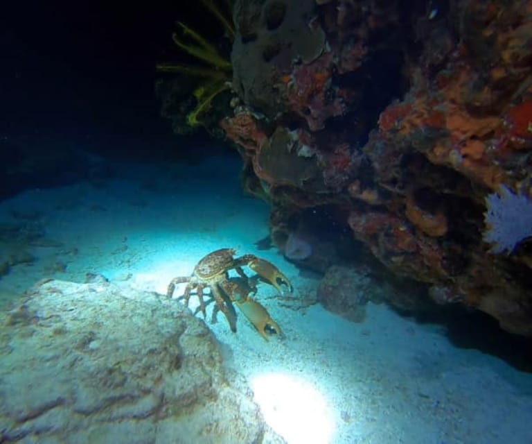 Puerto Morelos: Night Dive at Ojo De Agua Reef - Dive Site: Ojo De Agua Reef