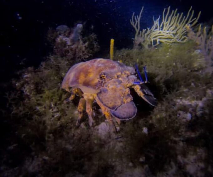 Puerto Morelos: Night Dive at Ojo De Agua Reef - Frequently Asked Questions