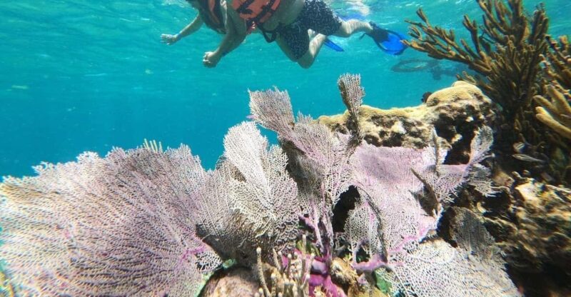 Puerto Morelos: Reef Snorkeling Adventure With Transport - Key Points