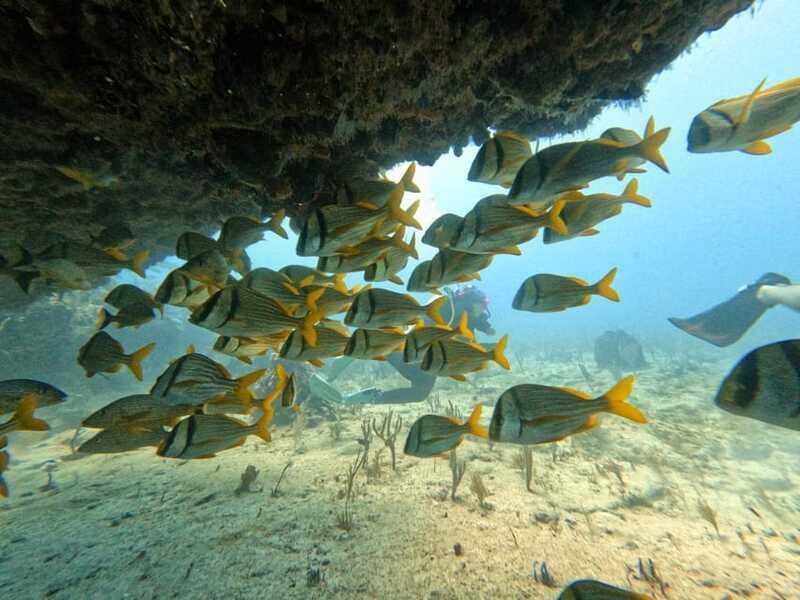 Puerto Morelos: Scuba Diving for Beginners - 2 Dives - The Experience Provider: SCUBA & ADVENTOURS