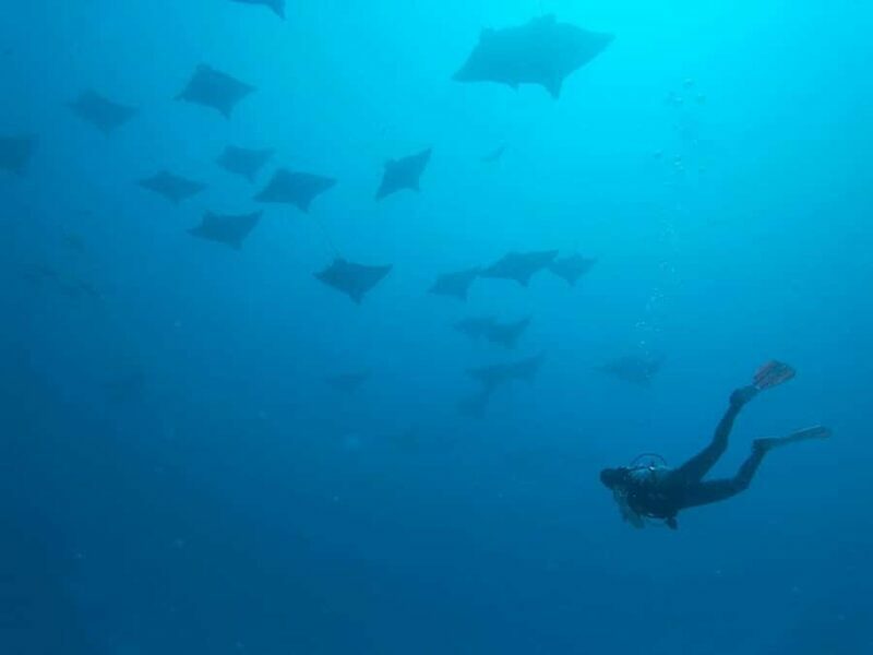 Puerto Morelos: Shipwreck and Reef Diving Tour - Key Points