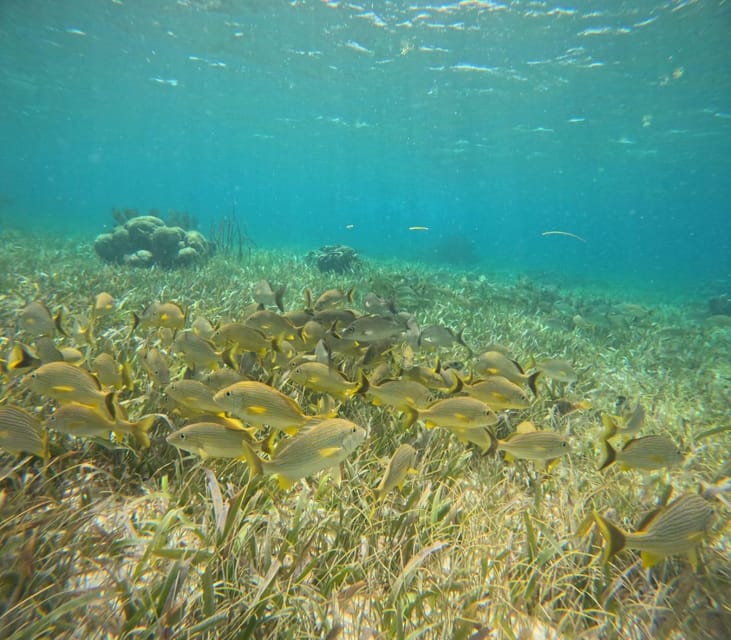 Puerto Morelos: Snorkel and Boat Ride at Puerto Morelos Reef - Preparation and Requirements
