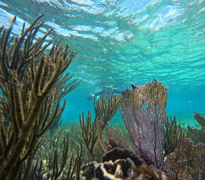 Puerto Morelos: Snorkel and Boat Ride at Puerto Morelos Reef - Meeting Point and Location
