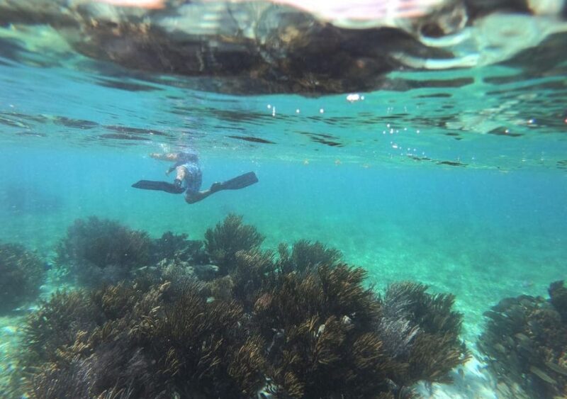 Puerto Morelos: Snorkel in Coral Reef With Transportation - Key Points