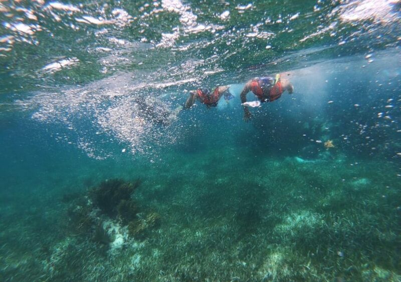 Puerto Morelos: Snorkel in Coral Reef With Transportation - Snorkeling Experience
