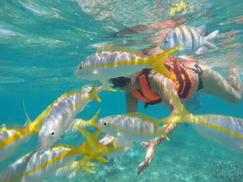 Puerto Morelos: Snorkeling at The National Reef Park - Key Points