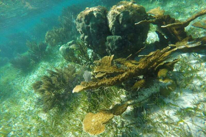 Puerto Morelos: Snorkeling Guided Activity - An In-Depth Look at the Snorkeling Tour