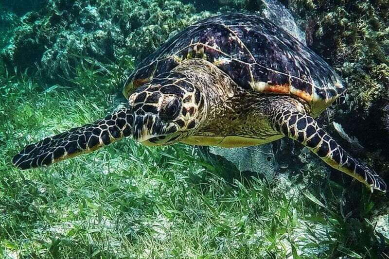 Puerto Morelos: Snorkeling Guided Activity - Who Is This Tour Best For?