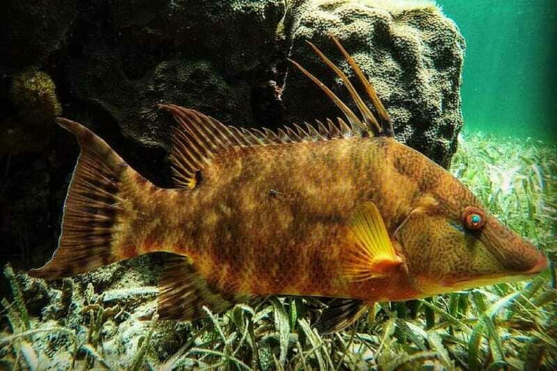 Puerto Morelos: Snorkeling Guided Activity - Final Thoughts: Is This Snorkeling Tour Worth It?