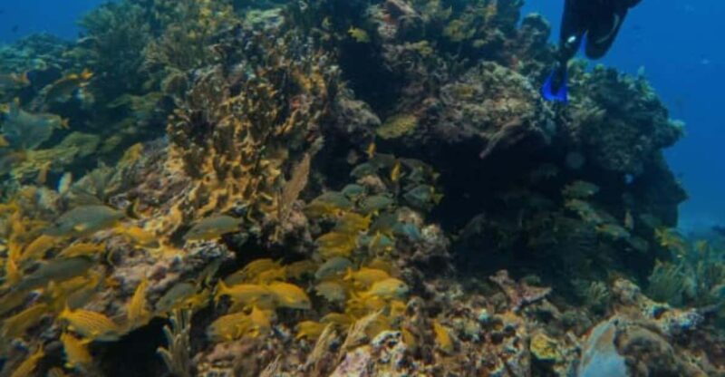Puerto Morelos: Two Reef Dives - Inclusions