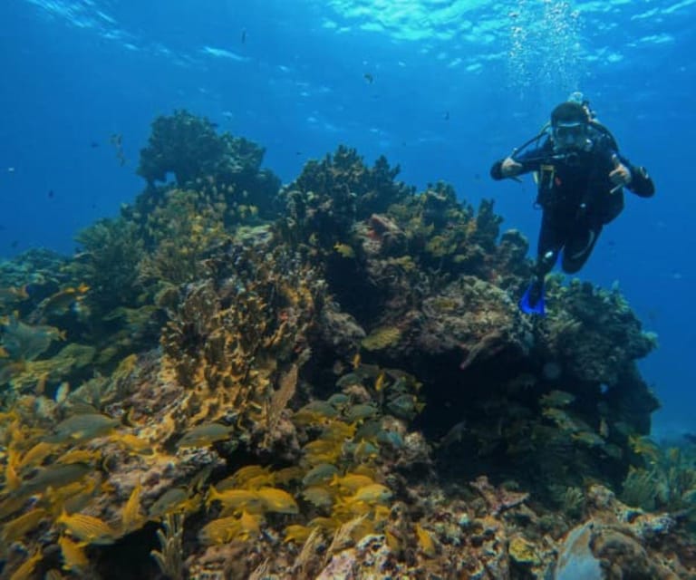 Puerto Morelos: Two Reef Dives - Availability and Refund