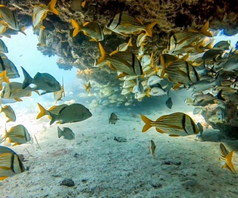 Puerto Morelos: Two Reef Dives - Meeting Point