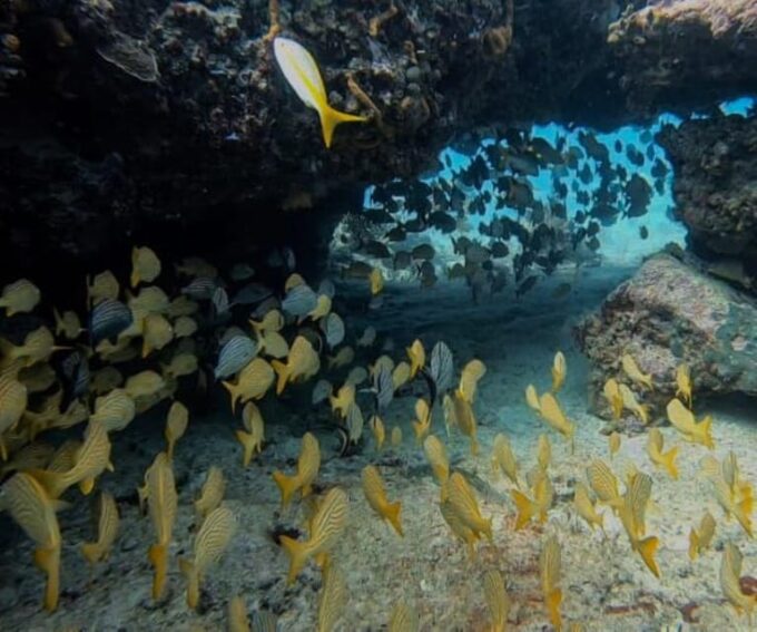 Puerto Morelos: Two Reef Dives - Frequently Asked Questions
