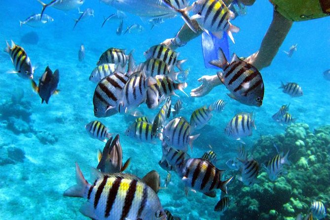 Puerto Morelos Two Reefs Snorkeling Tour - Important Considerations