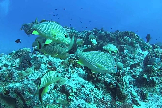 Puerto Morelos Two Reefs Snorkeling Tour - Tips for a Great Experience