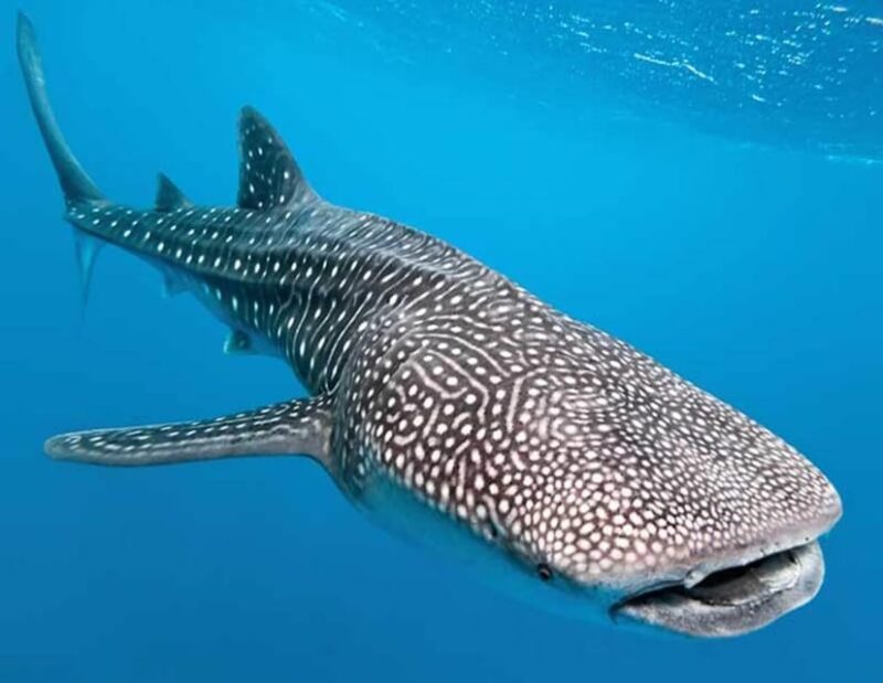 Puerto Morelos: Whale Shark Tour - Pricing and Booking