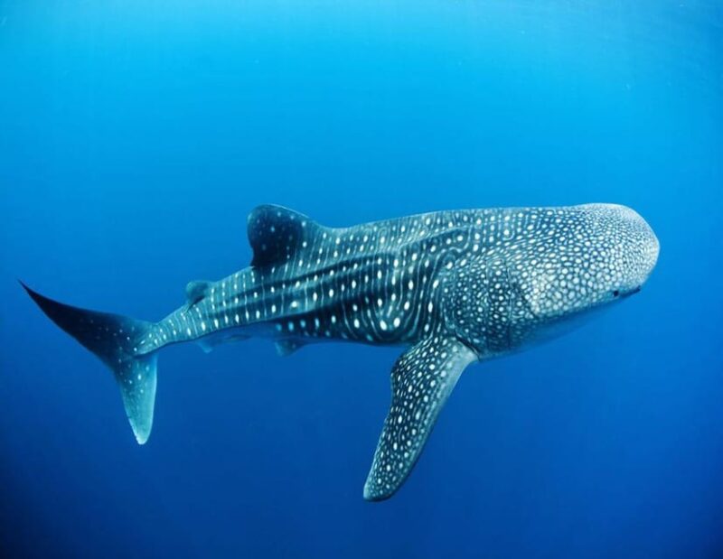 Puerto Morelos: Whale Shark Tour - Season Information